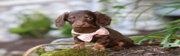 Miniature Dachshund dogs for sale: Stella - Ad 7