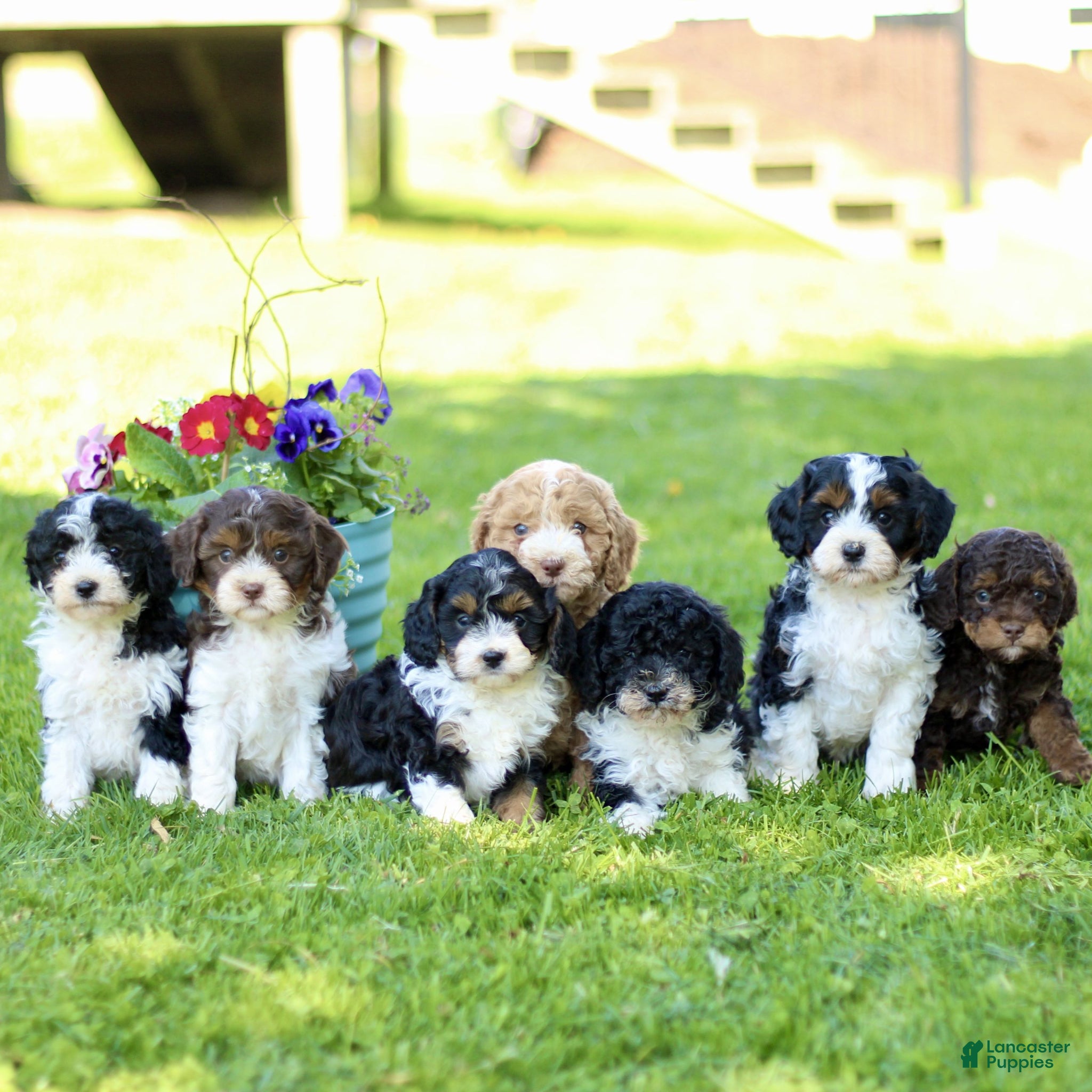 Cavapoo dogs for sale: Laura  - Ad 4