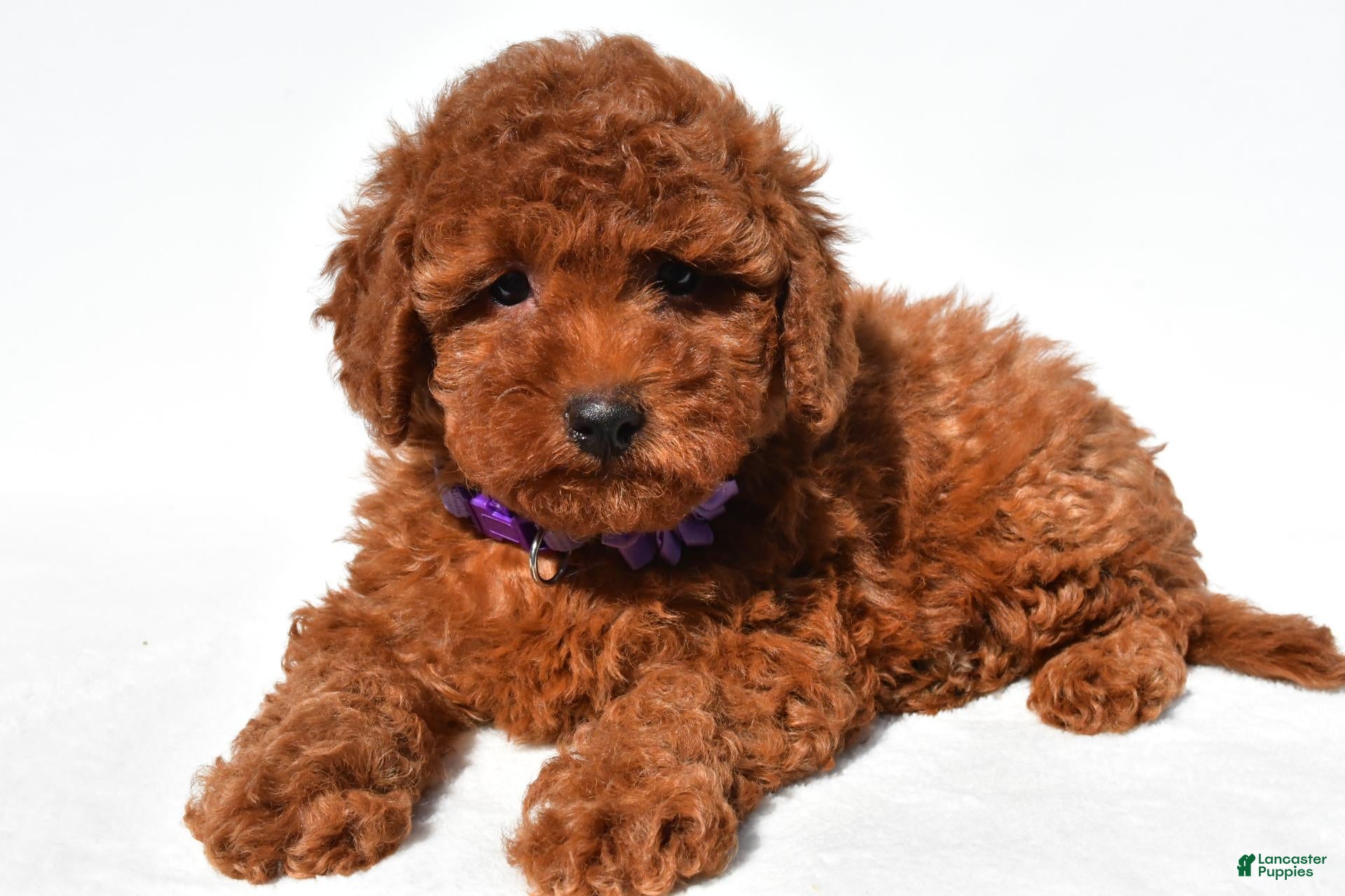 Cassie (Miniature Poodle, Female) in Millersburg, OH