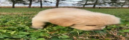 Golden Retriever dogs for sale: Alex - Ad 3