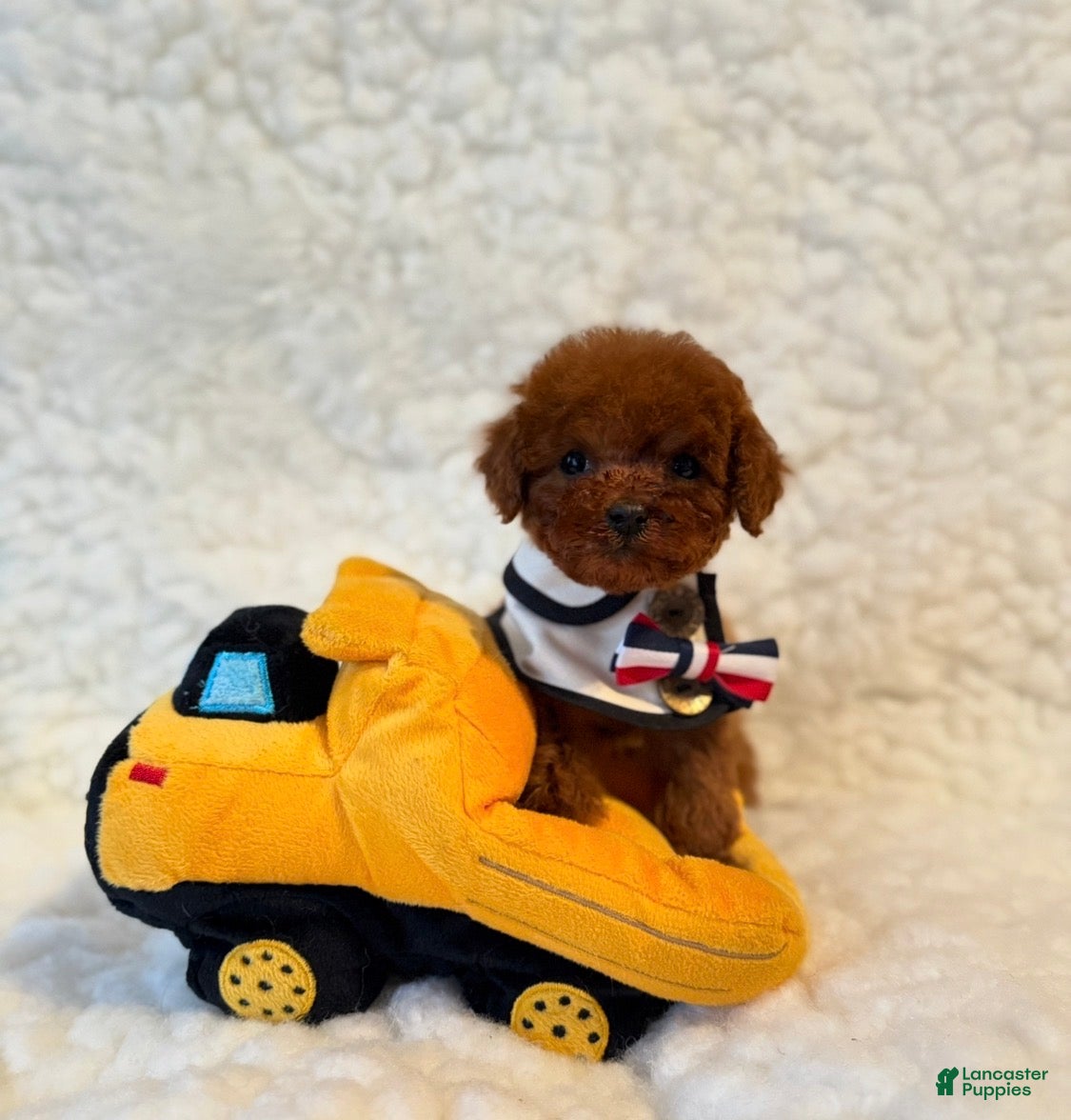 Toy Poodle dogs Poodle male teacup deep red - Ad 2