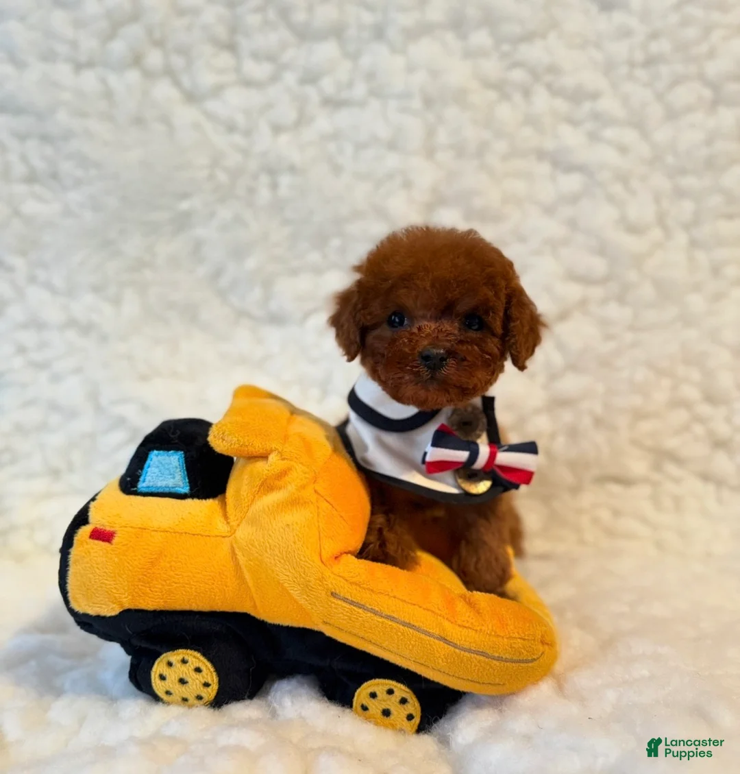 Toy Poodle dogs for sale: Poodle male teacup deep red - Ad 2
