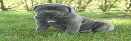 Cane Corso dogs for sale: Rolo - Ad 3