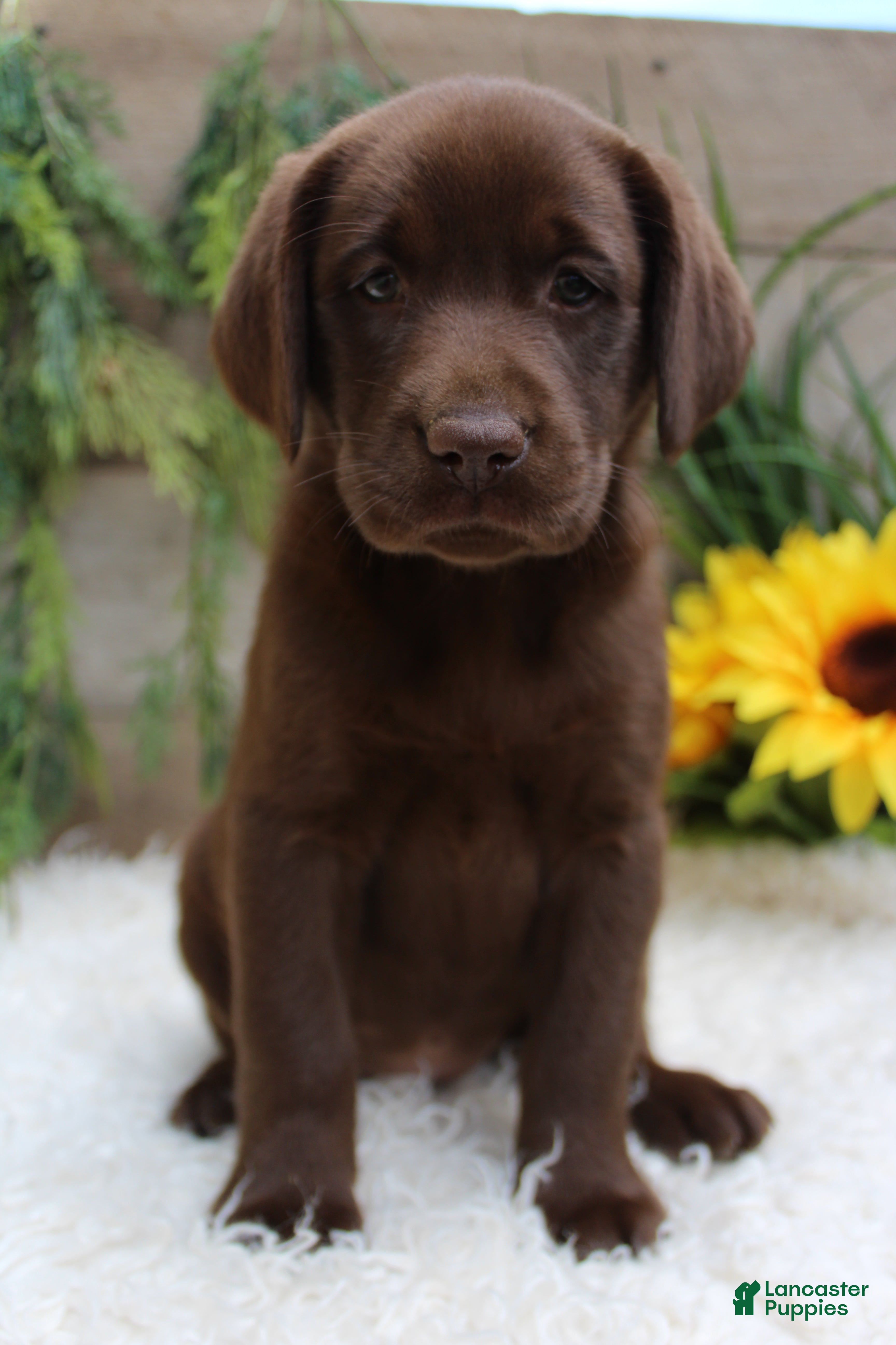 Labrador Retriever dogs Anika - Ad 2