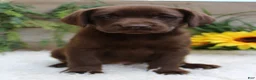 Labrador Retriever dogs for sale: Anika - Ad 2