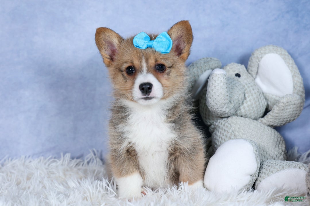 Welsh Corgi Pembroke dogs for sale: Ace - Ad 12