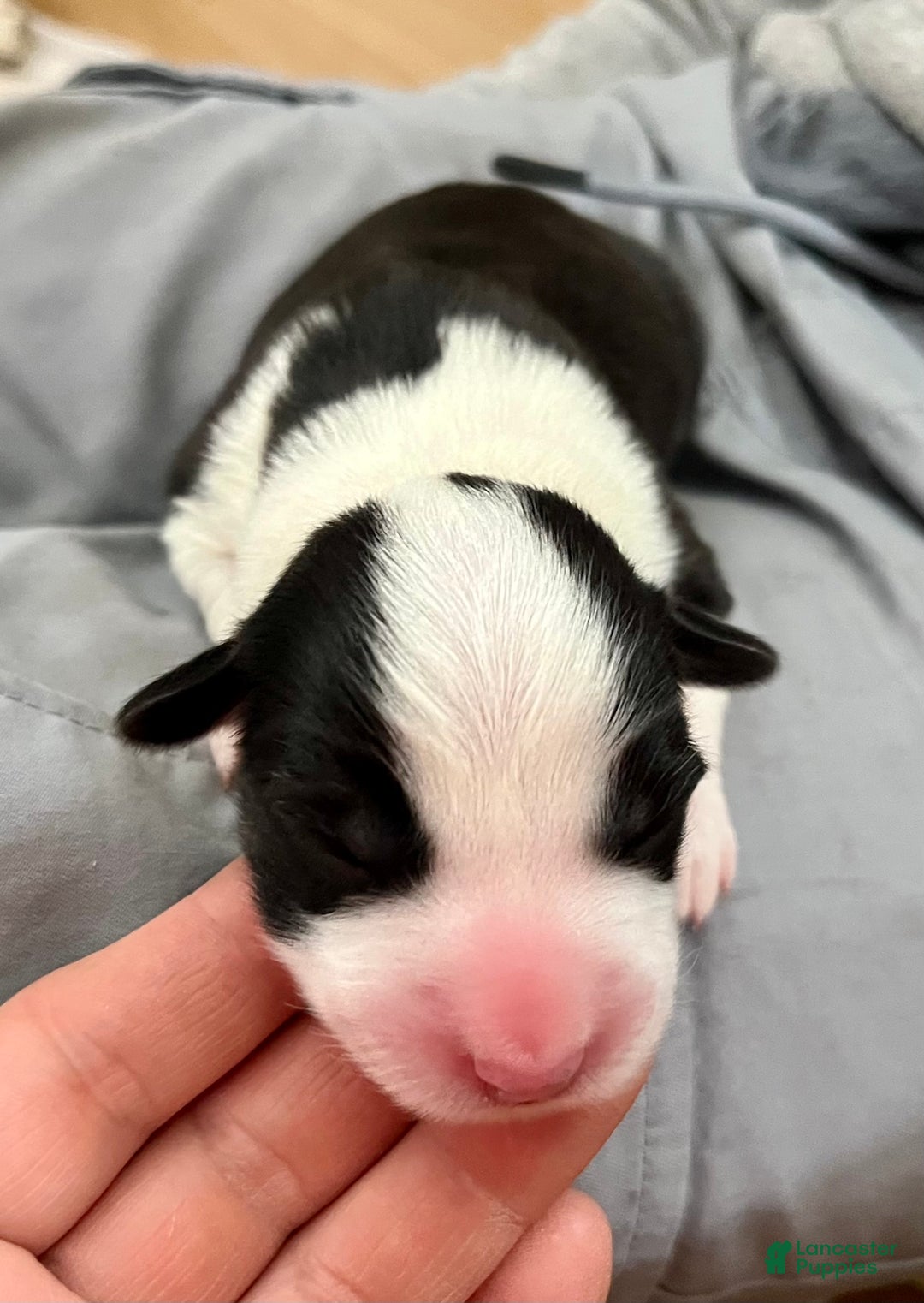 Welsh Corgi Cardigan dogs for sale: Welsh Corgi Cardigan Puppy 6: Doc Brown - Ad 4