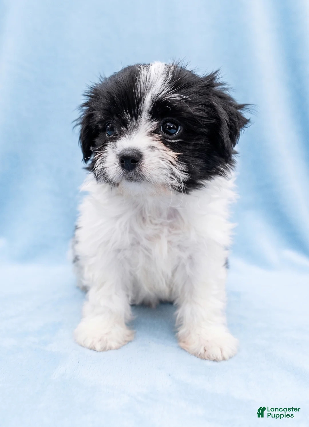 Mixed Breed dogs for sale: Bruno - Ad 4
