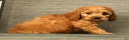 Cockapoo dogs for sale: Charlie - Ad 8