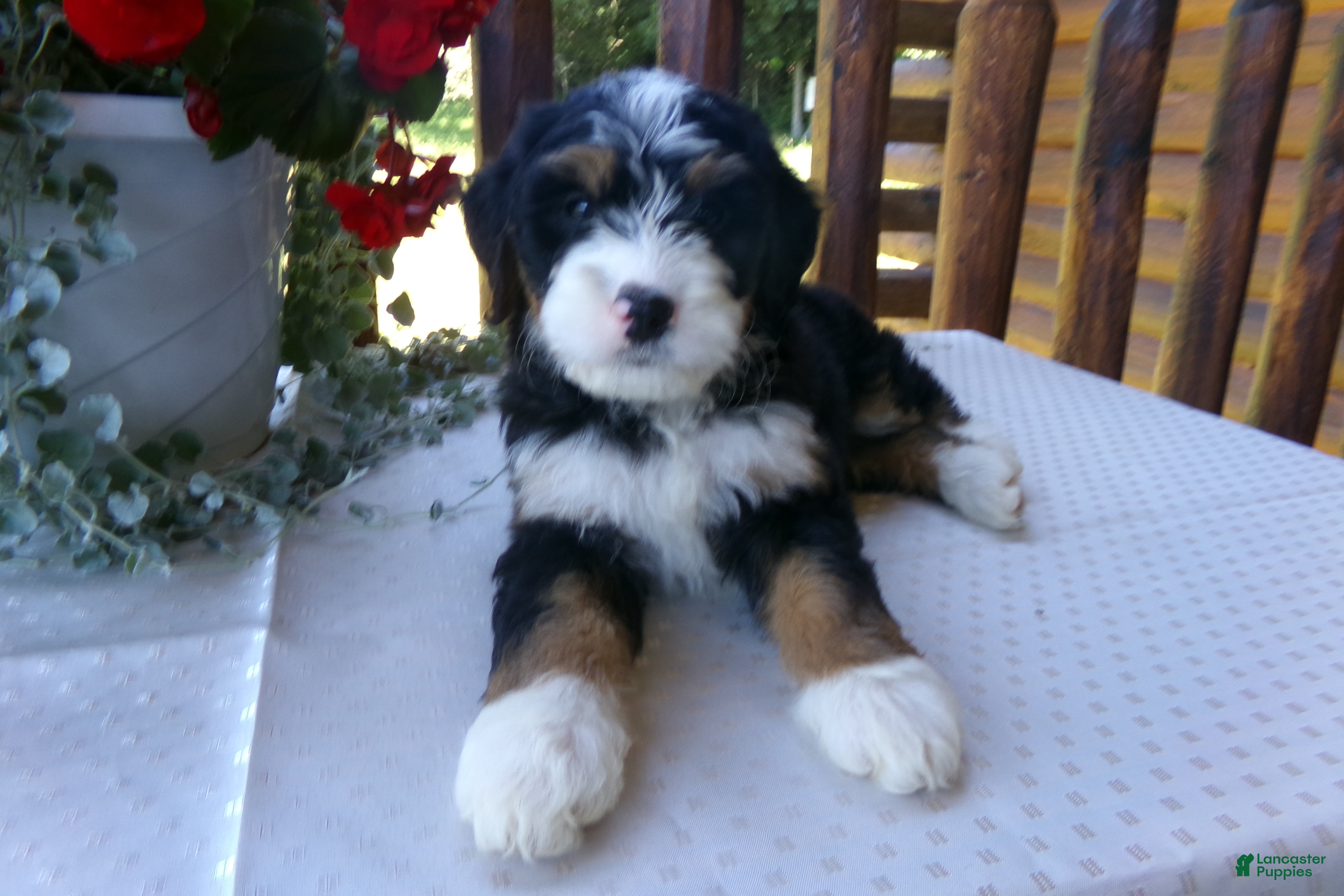 Mini Bernedoodle dogs Bobby - Ad 2