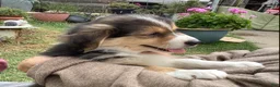 Australian Shepherd dogs for sale:  Darby - Ad 7