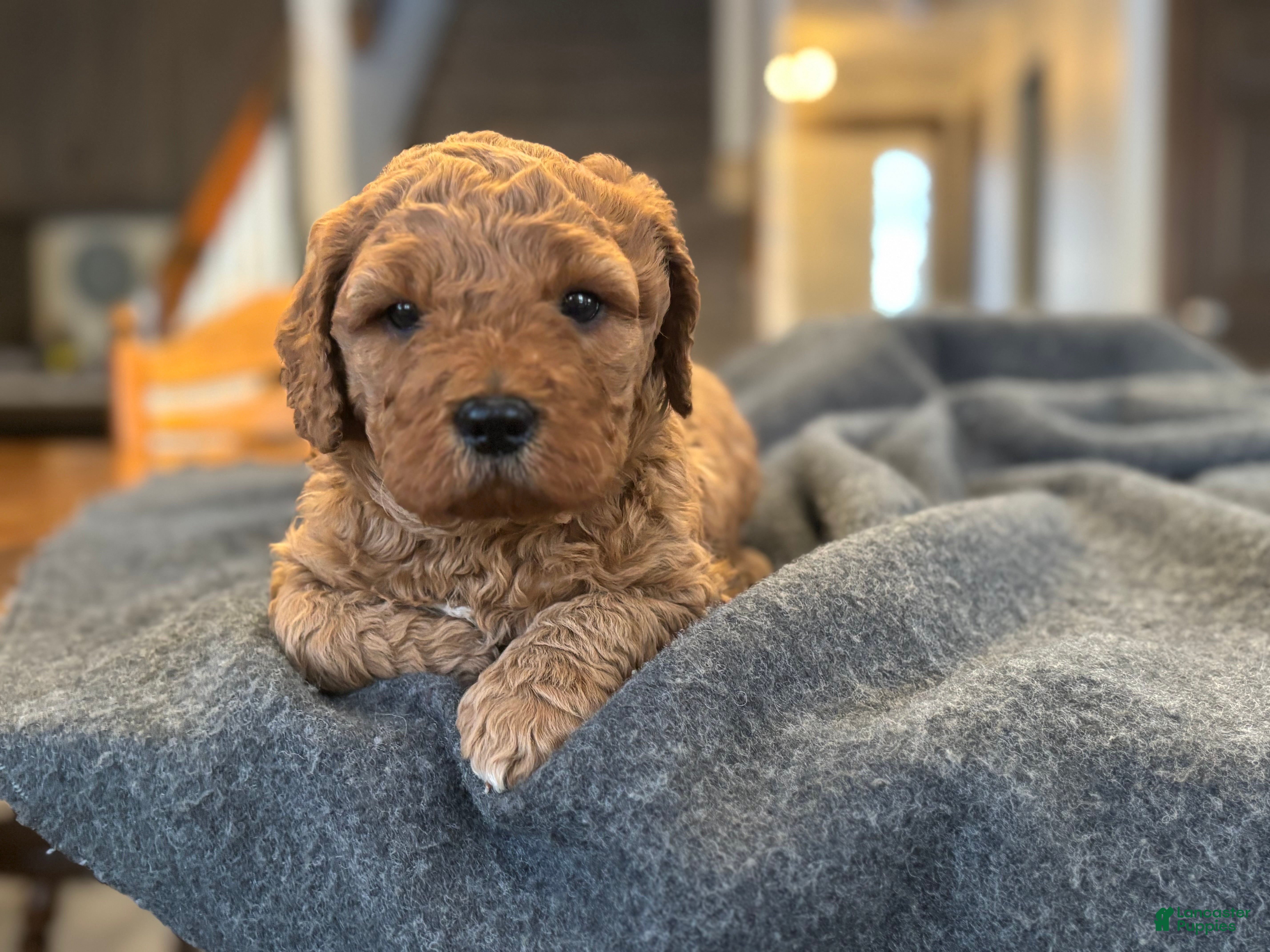 Goldendoodle dogs Bruno - Ad 12