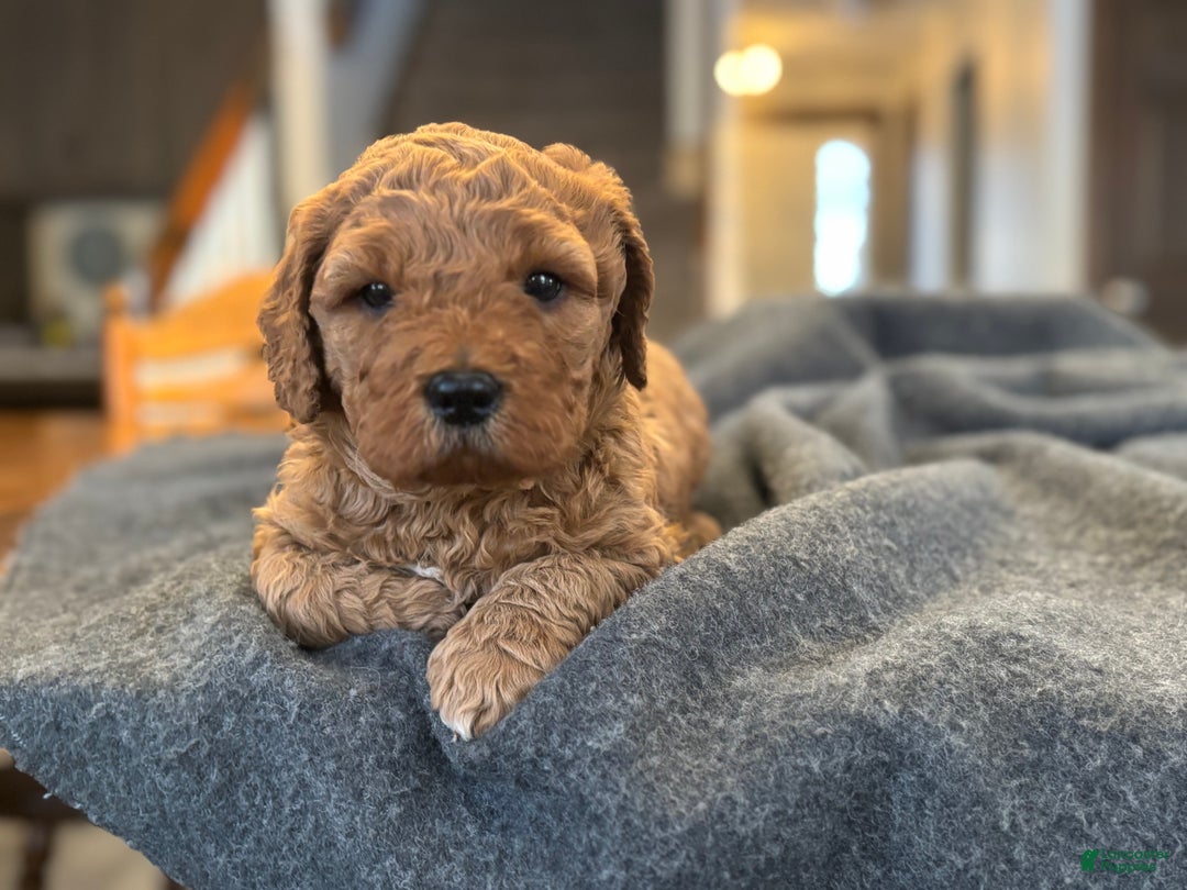Goldendoodle dogs for sale: Bruno - Ad 1