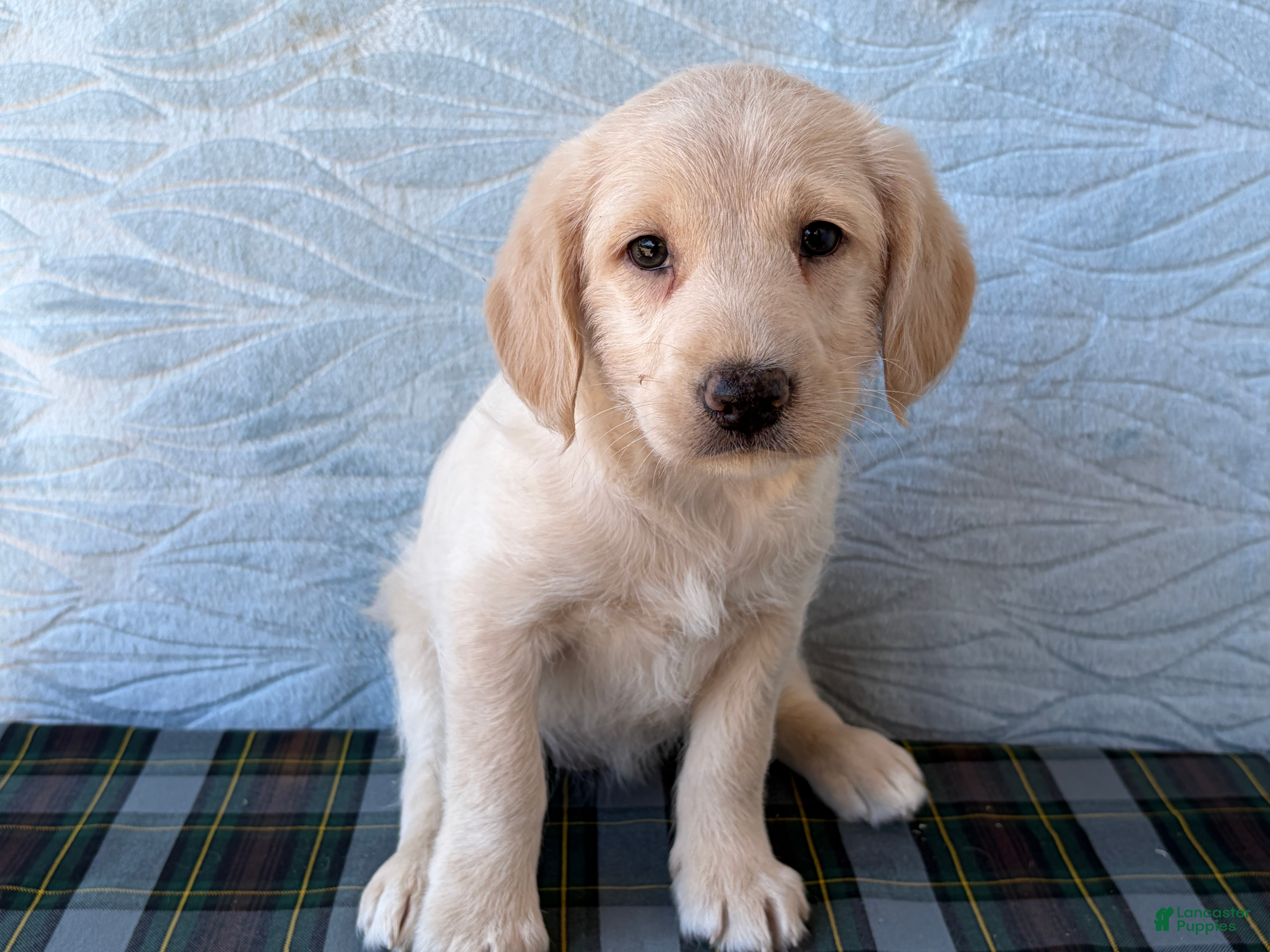 Labradoodle dogs Labradoodle 6 - Ad 1