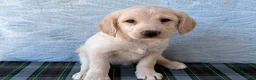 Labradoodle dogs for sale: Labradoodle 6 - Ad 1