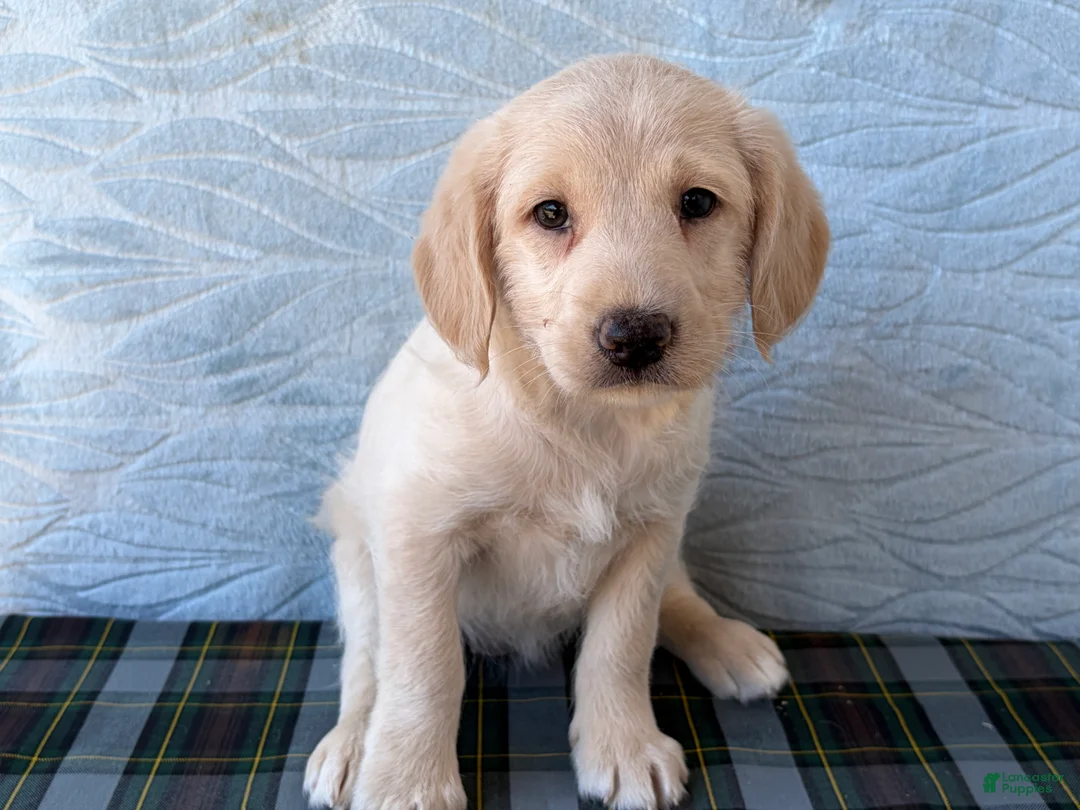 Labradoodle dogs for sale: Labradoodle 6 - Ad 1