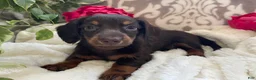 Miniature Dachshund dogs for sale: Conner - Ad 1