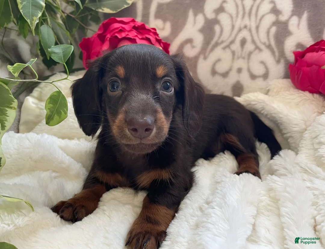 Miniature Dachshund dogs for sale: Conner - Ad 1