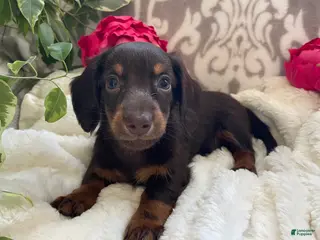 Miniature Dachshund dogs Conner - Ad 8