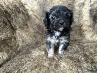 Mixed Breed dogs Tidbit - Ad 12