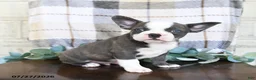 Frenchton dogs for sale: Johnny - Ad 4