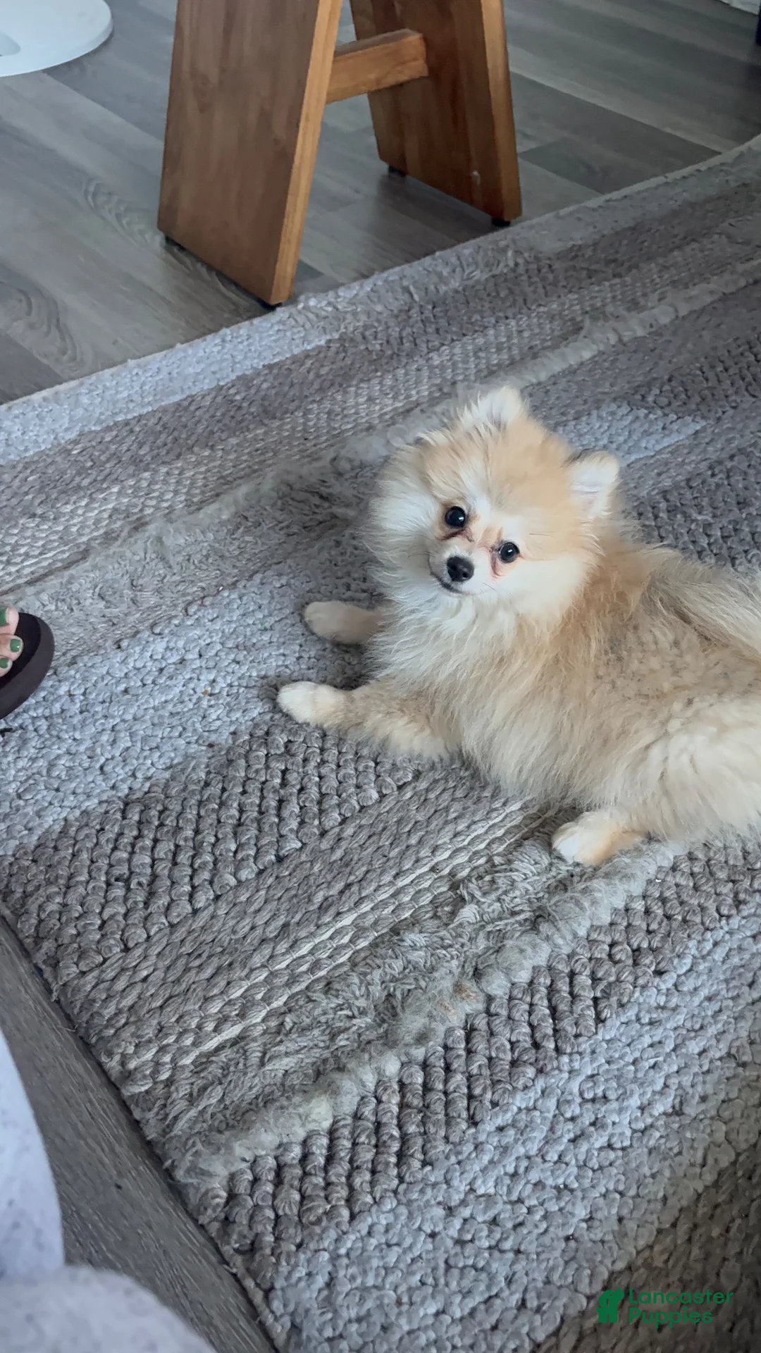 Pomeranian dogs for sale: Pomeranian 1 - Ad 1