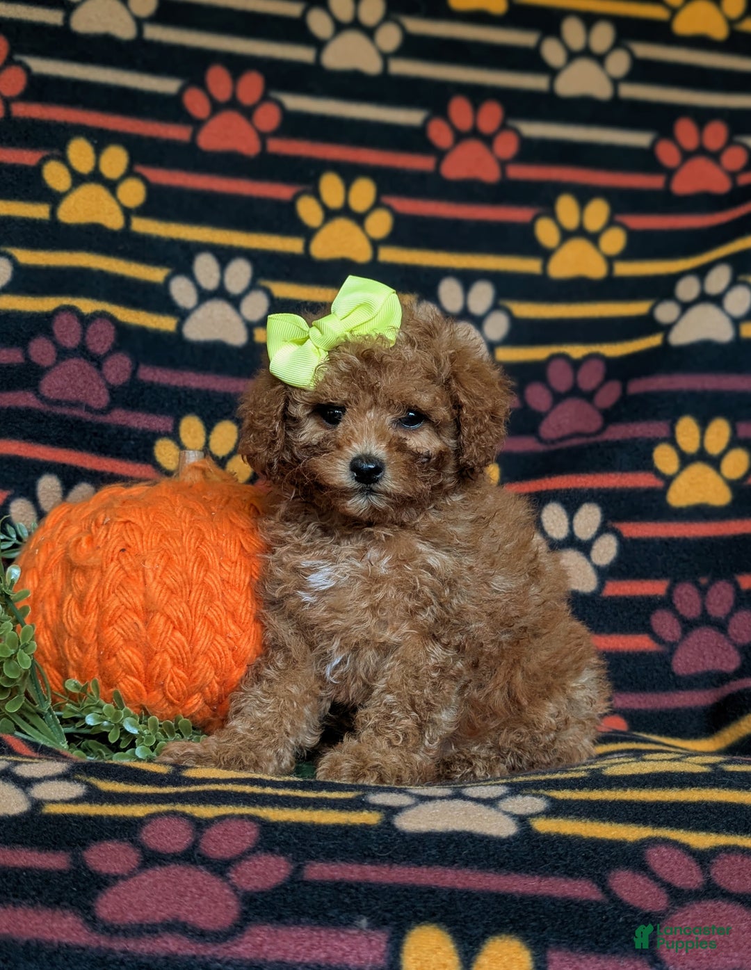 Miniature Poodle dogs for sale: Sierra - Ad 3