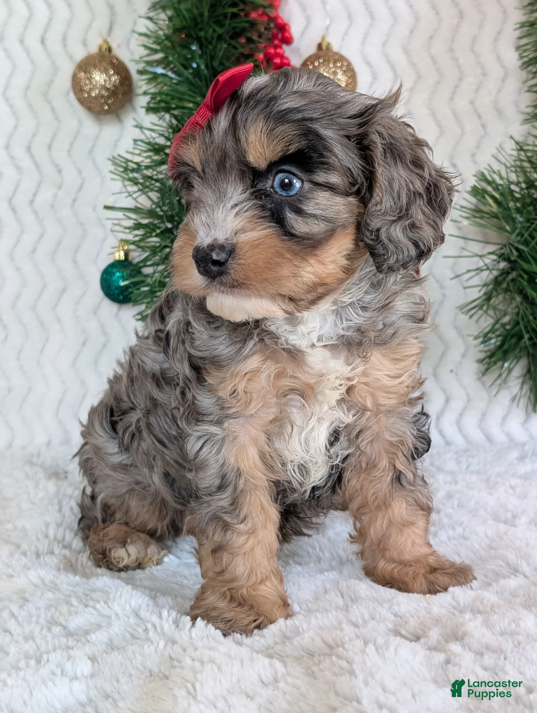 Cavapoo dogs for sale: Nemo - Ad 18