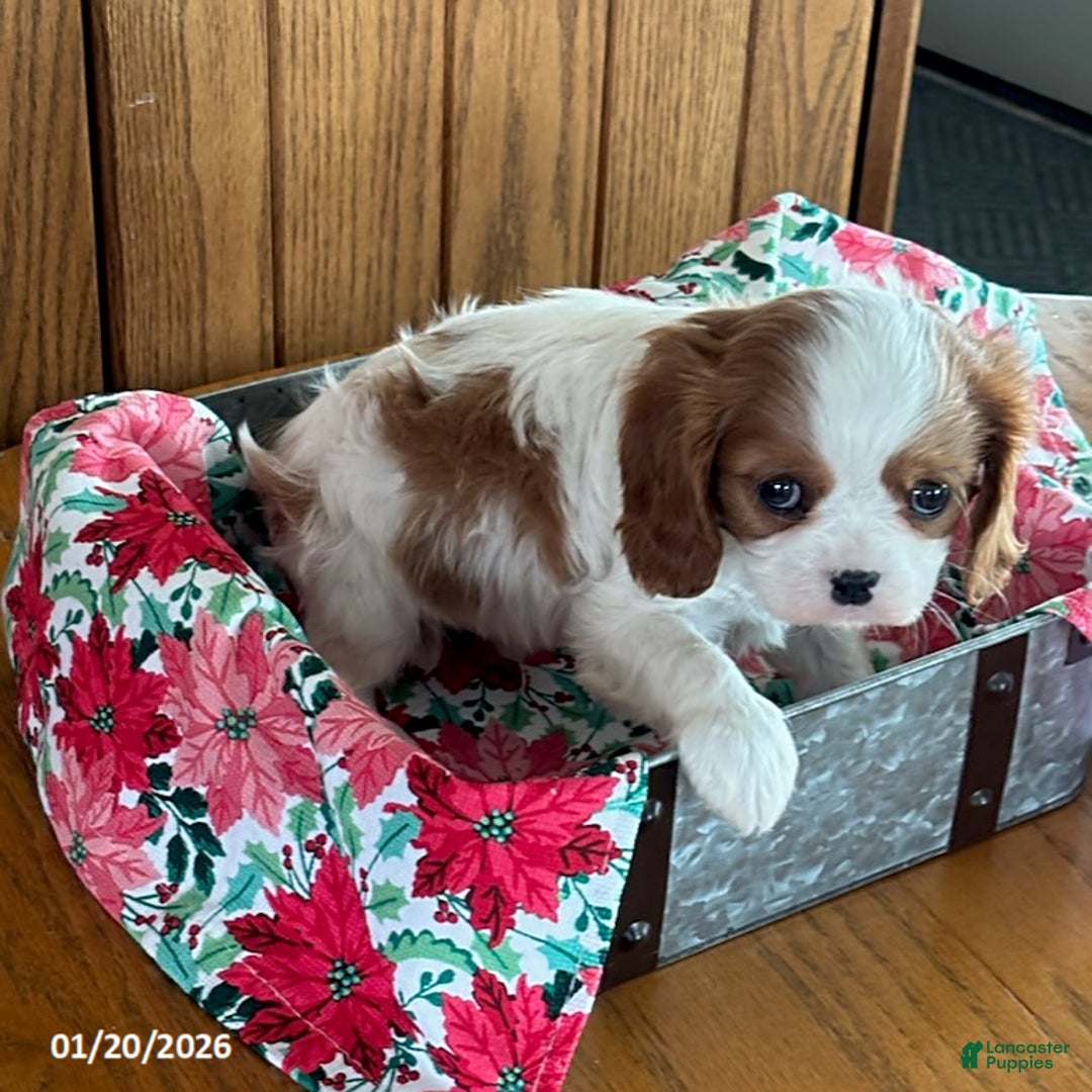 Cavalier King Charles Spaniel dogs for sale: Montey - Ad 1