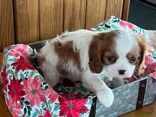 Cavalier King Charles Spaniel dogs Montey - Ad 38