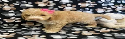 Goldendoodle dogs for sale: Mandy- genetic clear parents - Ad 5