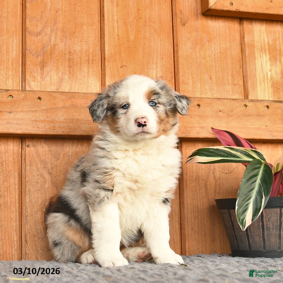 Australian Shepherd dogs Annabell  - Ad 1