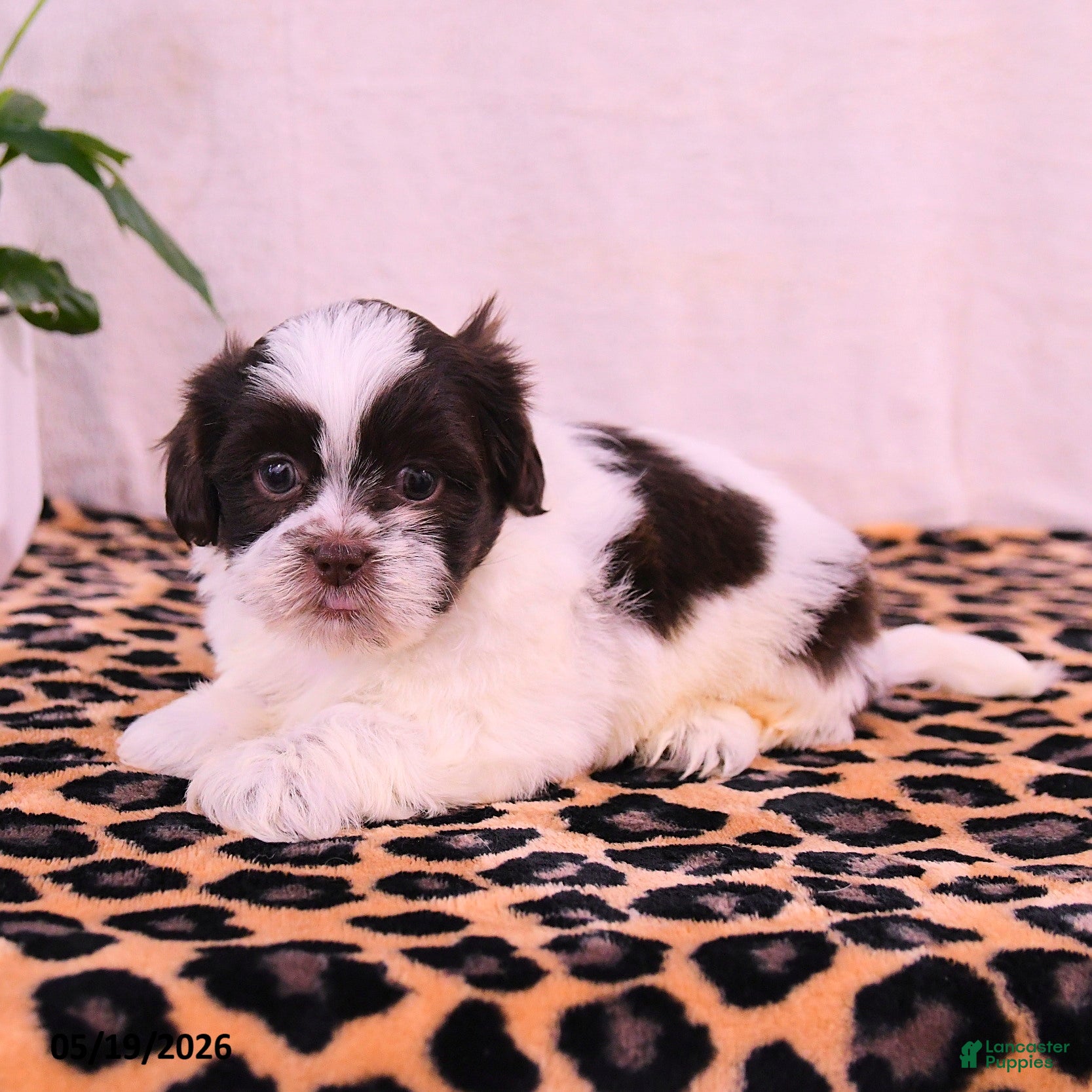 Shih Tzu dogs Stanley - Ad 2