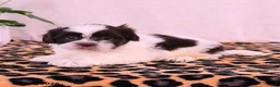 Shih Tzu dogs for sale: Stanley - Ad 2