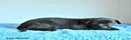 Belgian Malinois dogs for sale: Apollo - Ad 4