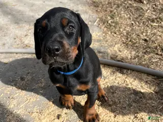 Doberman Pinscher dogs for sale: European Doberman Pinscher Male - Ad 2