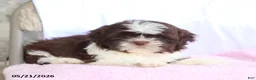 Shih Tzu dogs for sale: Nikki - Ad 4