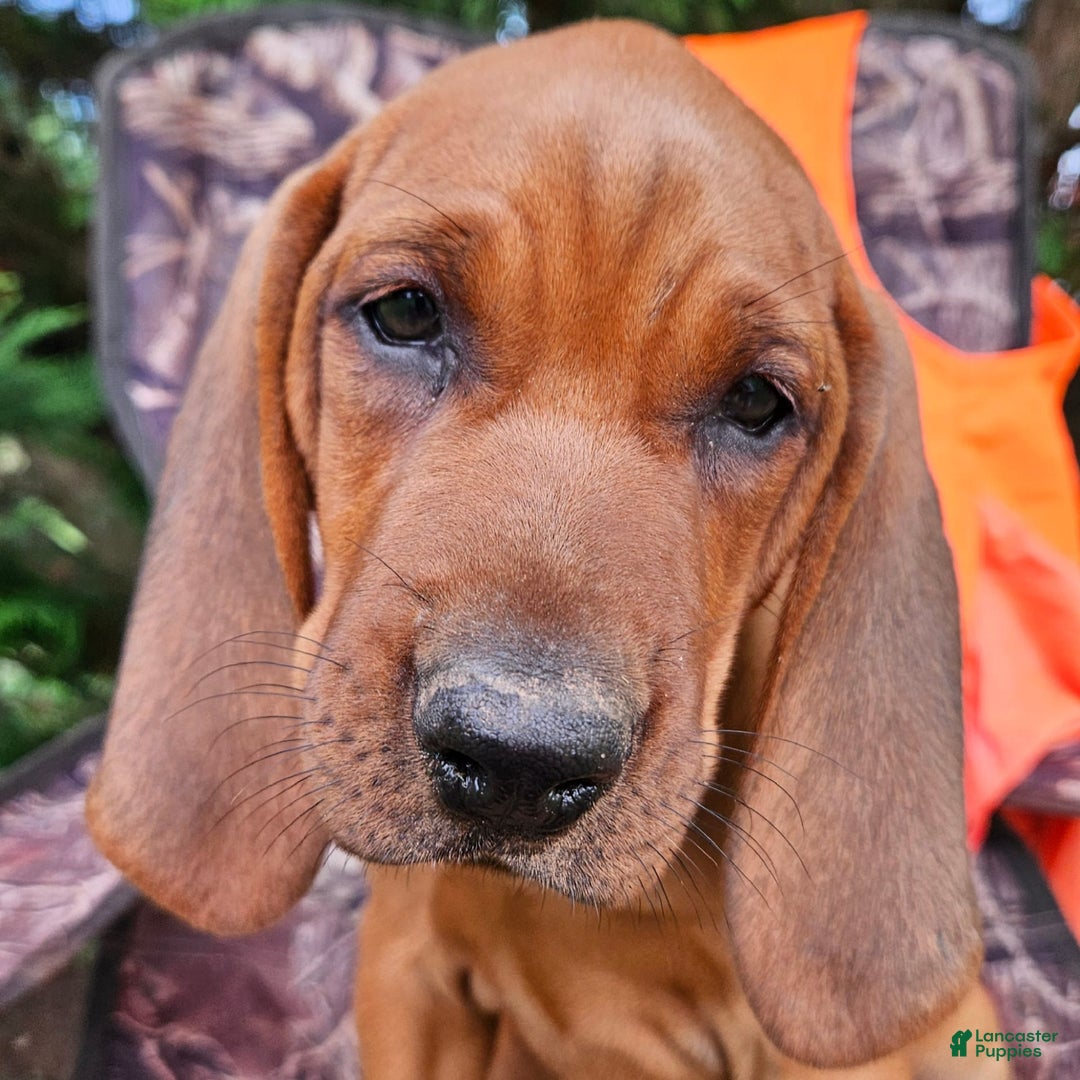 Coonhound Puppies Redbone Coonhound Facts Redbone Coonhound