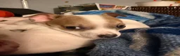 Chihuahua dogs for sale: Spots - Ad 2