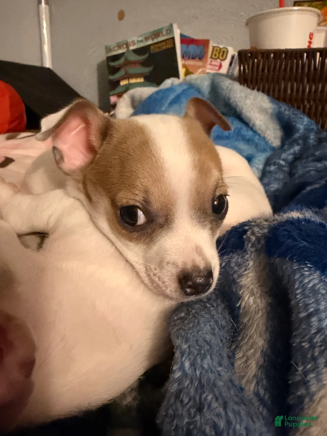 Chihuahua dogs for sale: Spots - Ad 2