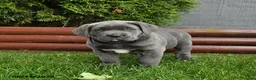 Cane Corso dogs for sale: Aster - Ad 3