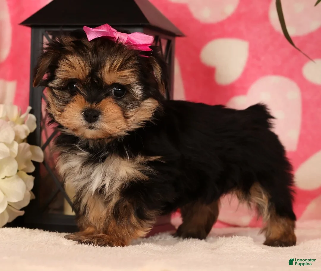 Yochon dogs for sale: Sarah - Ad 1