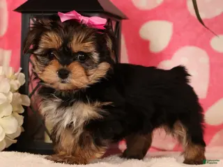 Yochon dogs Sarah - Ad 9