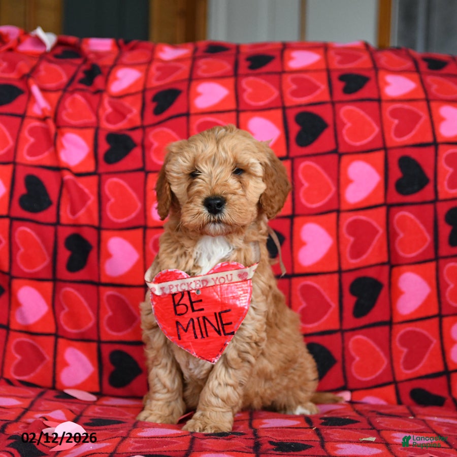 Mini Goldendoodle dogs Flash  - Ad 26