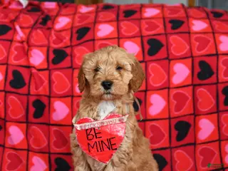 Mini Goldendoodle dogs Flash - Ad 26