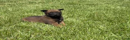 Belgian Malinois dogs for sale: Nashville - Ad 8