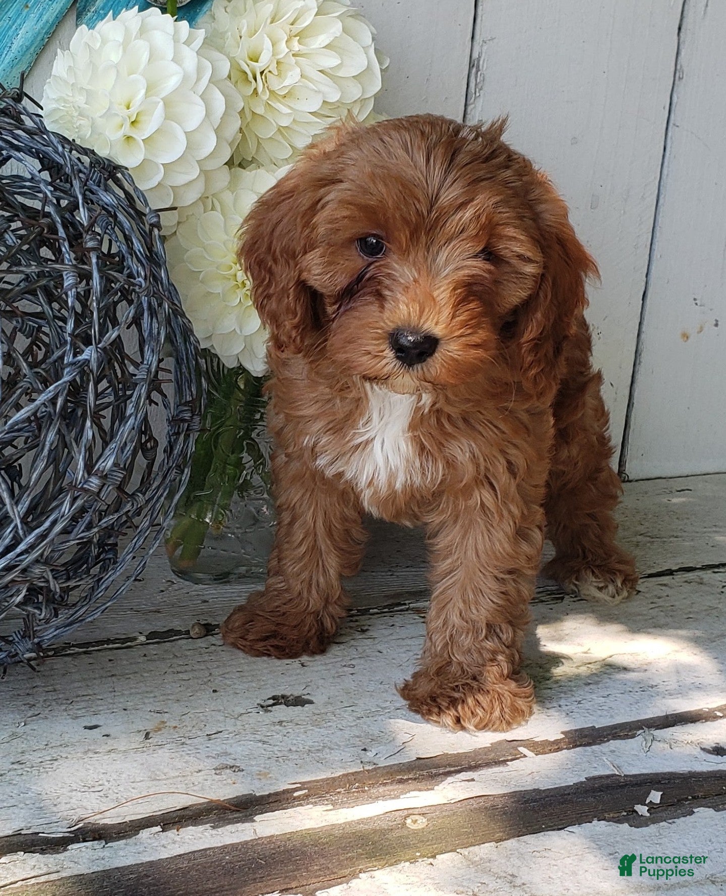Cavapoo dogs Delilah - Ad 2