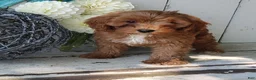 Cavapoo dogs for sale: Delilah - Ad 2