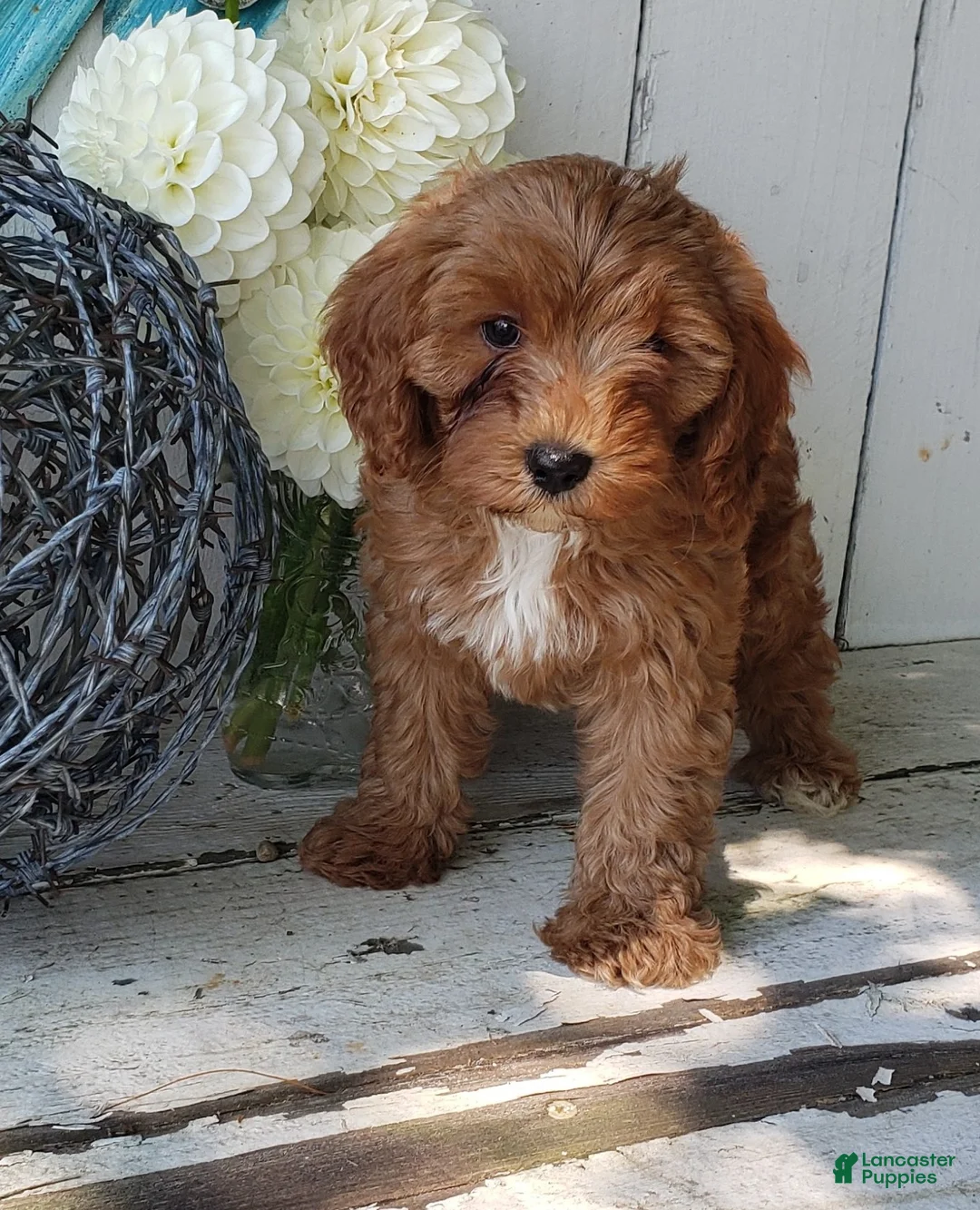 Cavapoo dogs for sale: Delilah - Ad 2