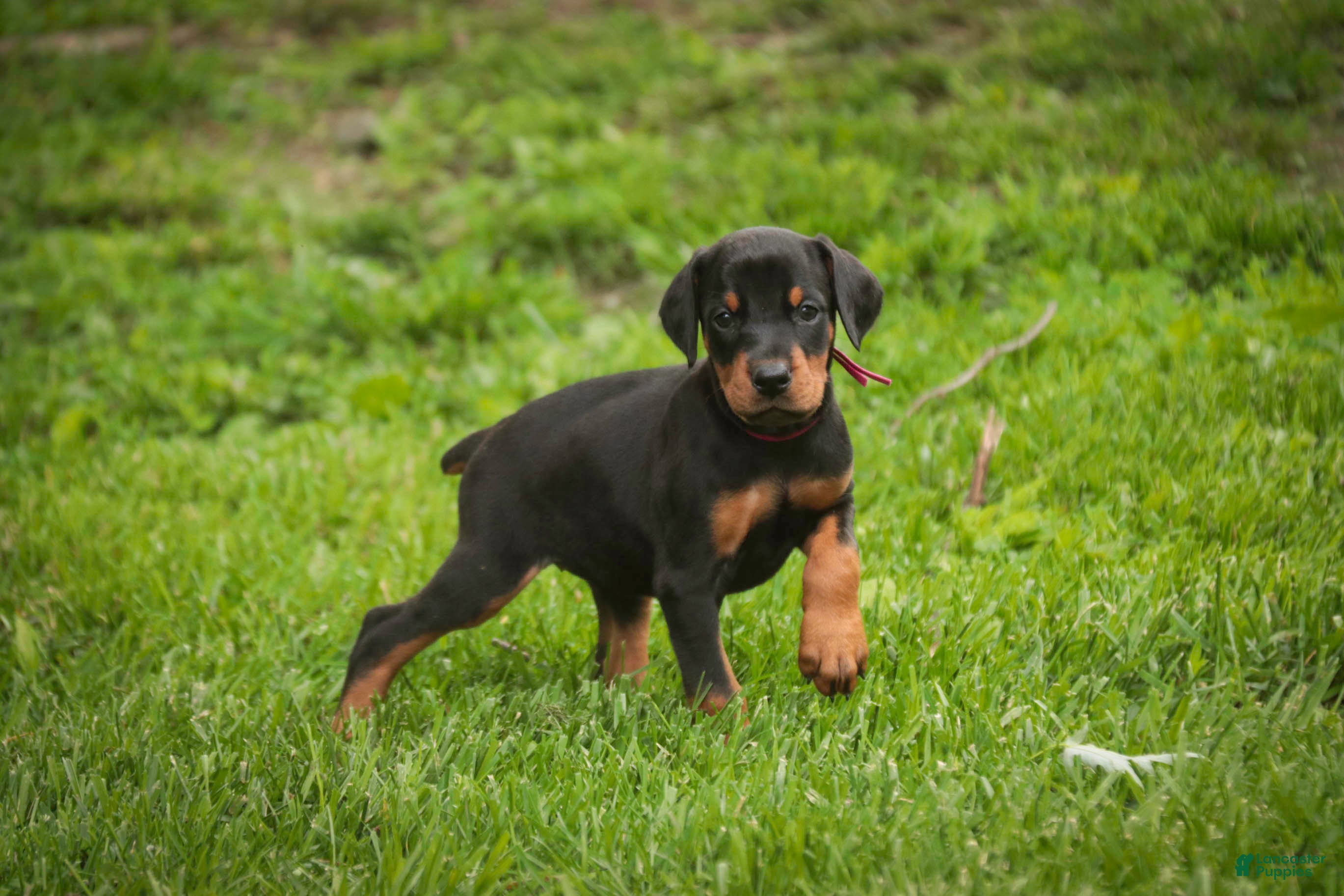 Doberman Pinscher dogs for sale: Delphine - Ad 10